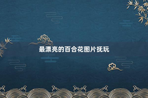 最漂亮的百合花图片抚玩